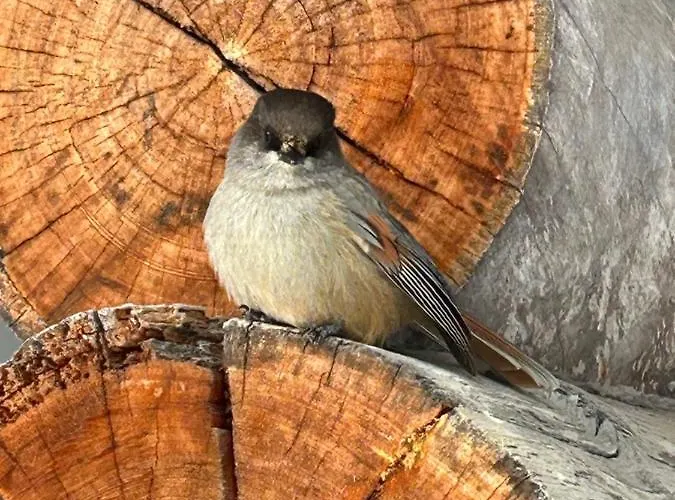 Saaruakuja 3 As 1-4 شقة